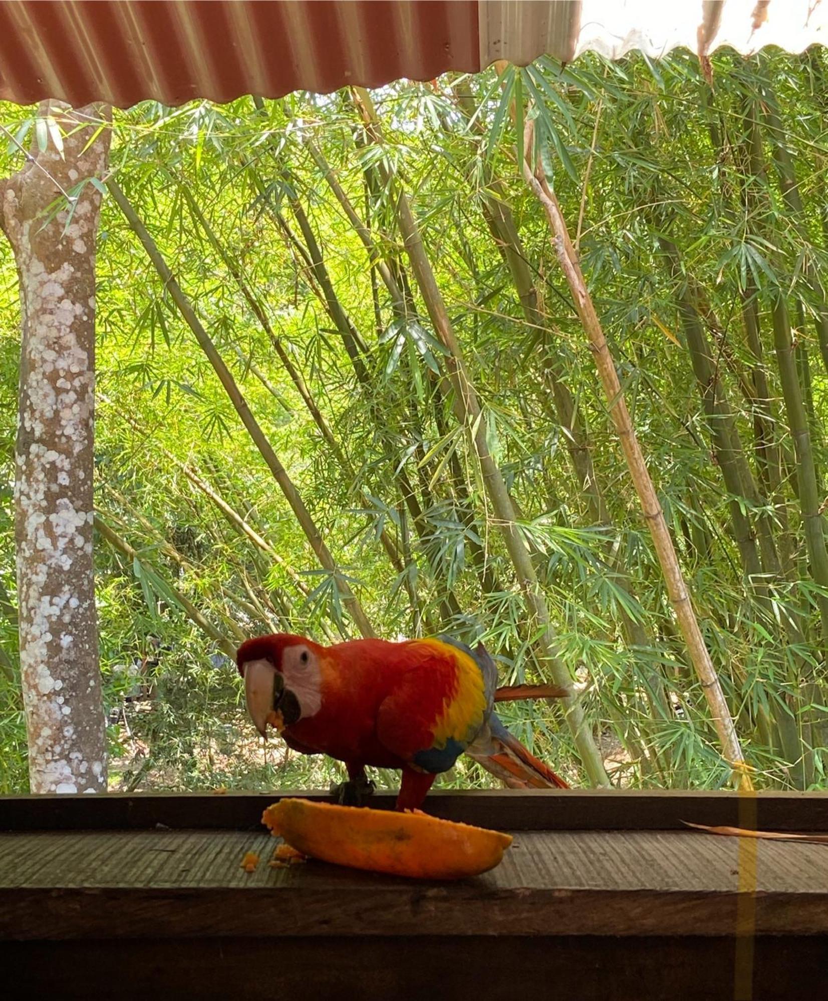 Hostal Las Mariposas Minca Eksteriør billede