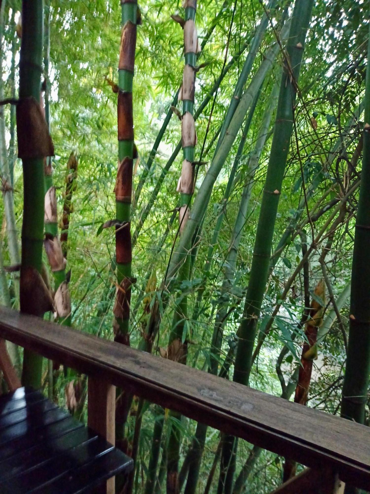 Hostal Las Mariposas Minca Eksteriør billede